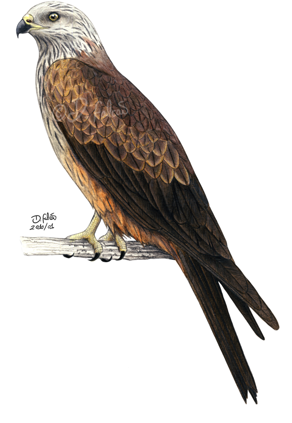 Bald Eagle Bird Red Kite Black Kite - Bald Eagle Bird Red Kite Black Kite (583x900)