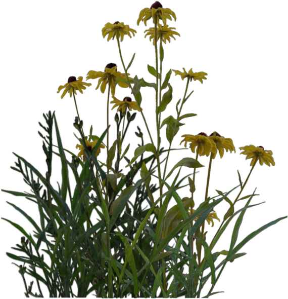 Free Plant Png's (1024x639)