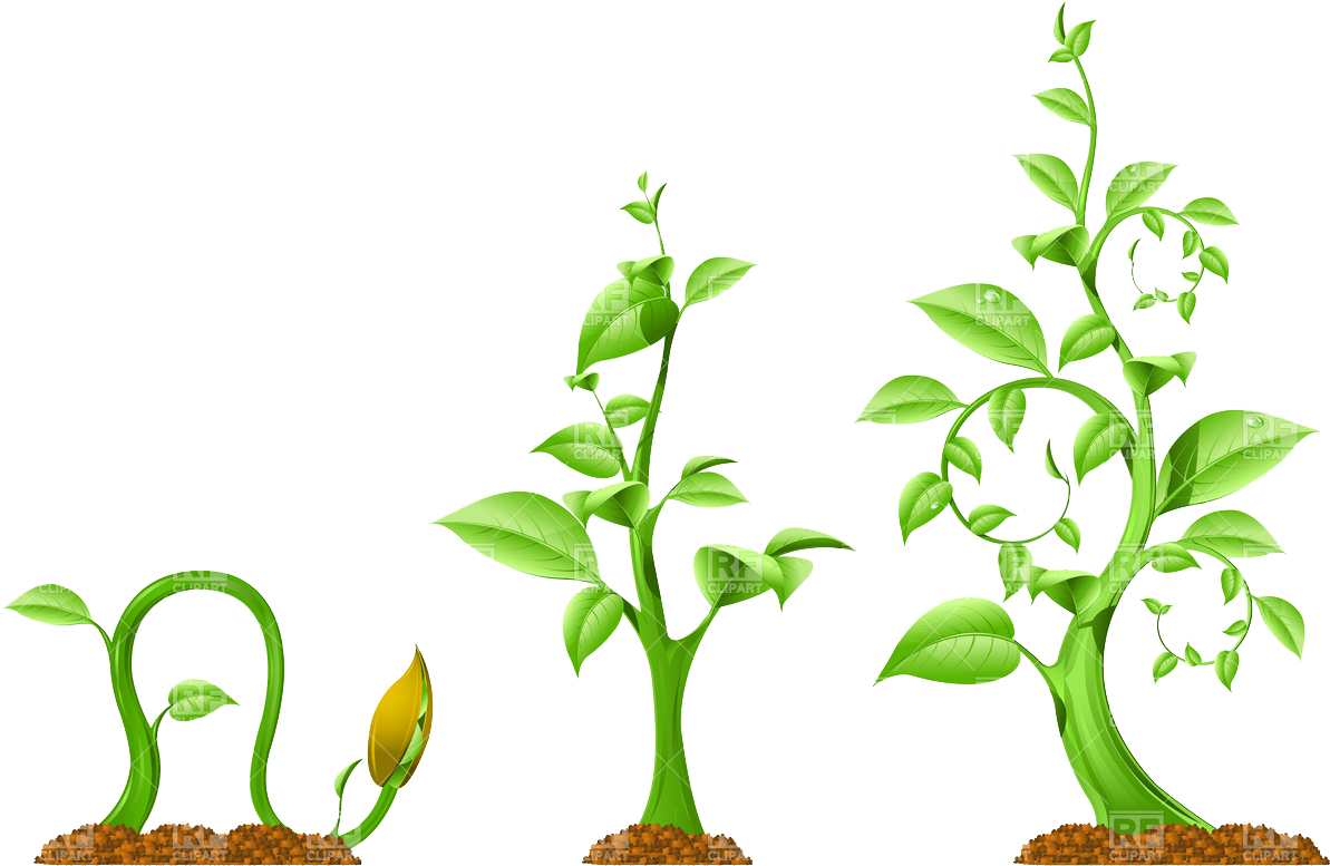 Plant Growth Download Royalty Free Vector File Eps - Growth In Plants And Animals (1200x843)