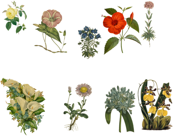 Vintage Flowers Set 5 Png By Chaseandlinda - Familiar Indian Flowers 1878 Hibiscus Rosa Linensis (600x471)