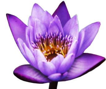 Lotus Flower Psd - Lotus Flower Png Transparent Background (400x300)