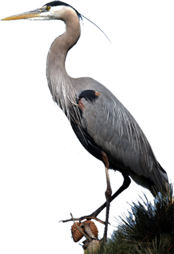 Great Blue Heron - Blue Heron Png (338x495)