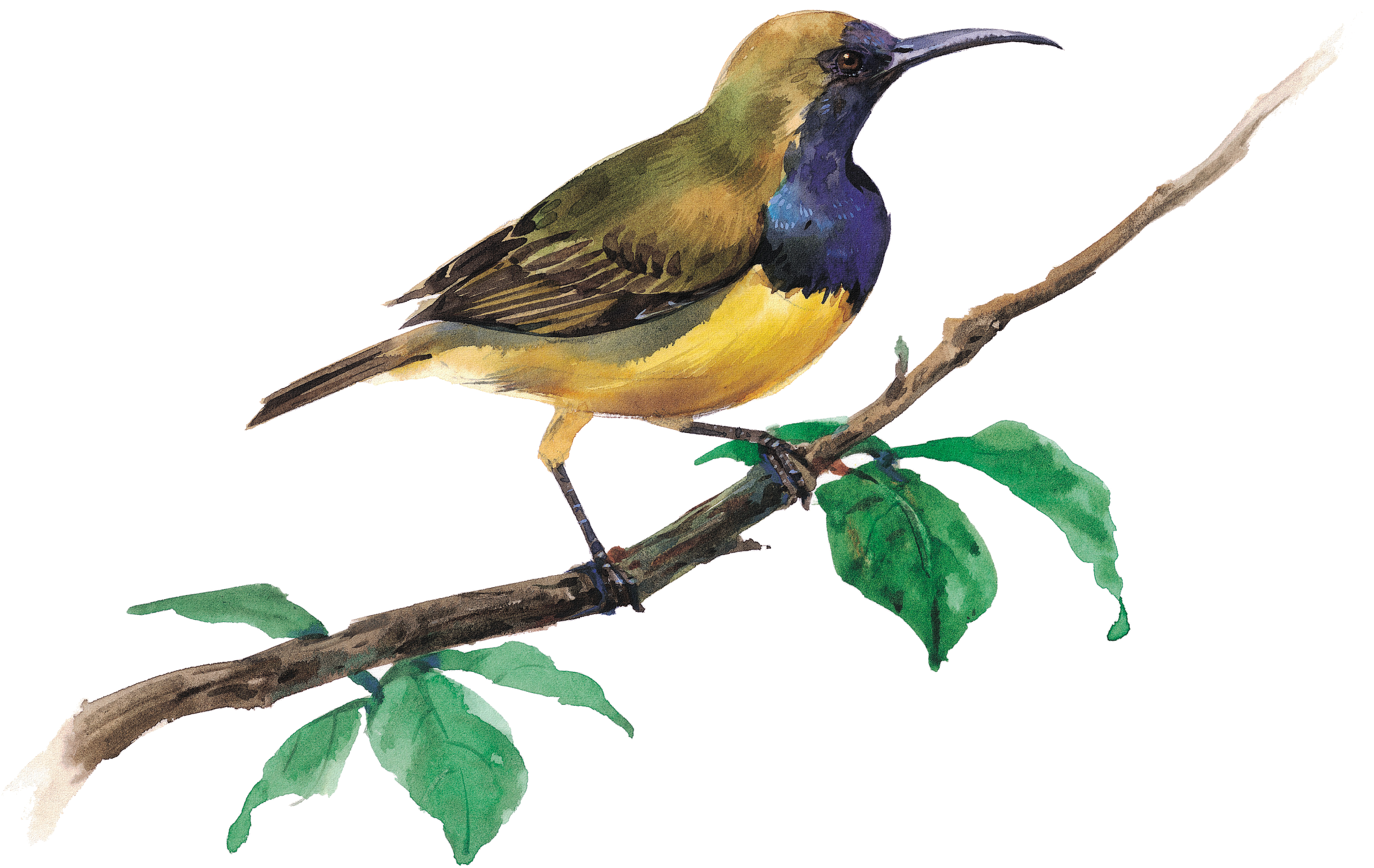 Bird Feeder Domestic Canary Parrot Nest Box - Nest Box (3780x2672)