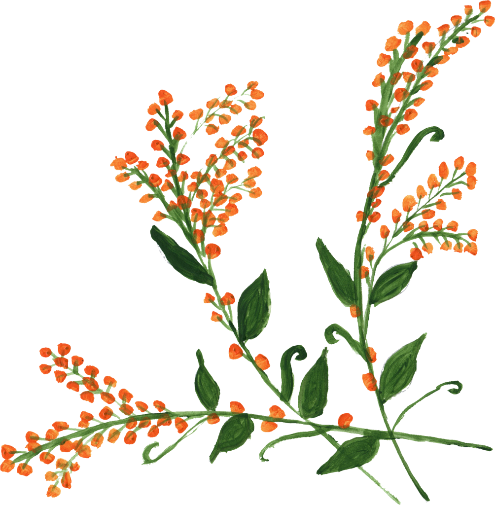 Png File Size - Flower (1004x1024)