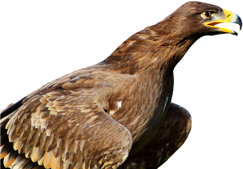 Adler, Bird Of Prey, Raptor, Bird, Bill - Птицы Хищные Пнг (960x636)