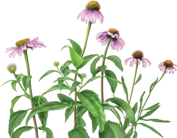 Echinacea Herbal Supplement - Alvita Echinacea Tea - 24 Bags (600x560)