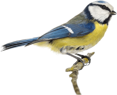 Bird Boxes - Eurasian Blue Tit (400x400)