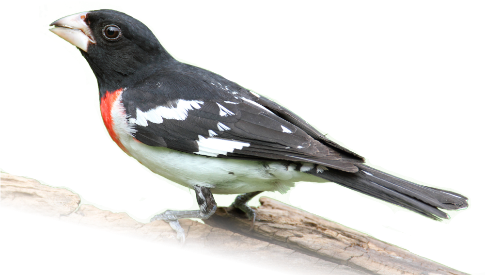Watch Our Online Show To Learn More About Birds - Rose Breasted Grosbeak Png (1000x667)