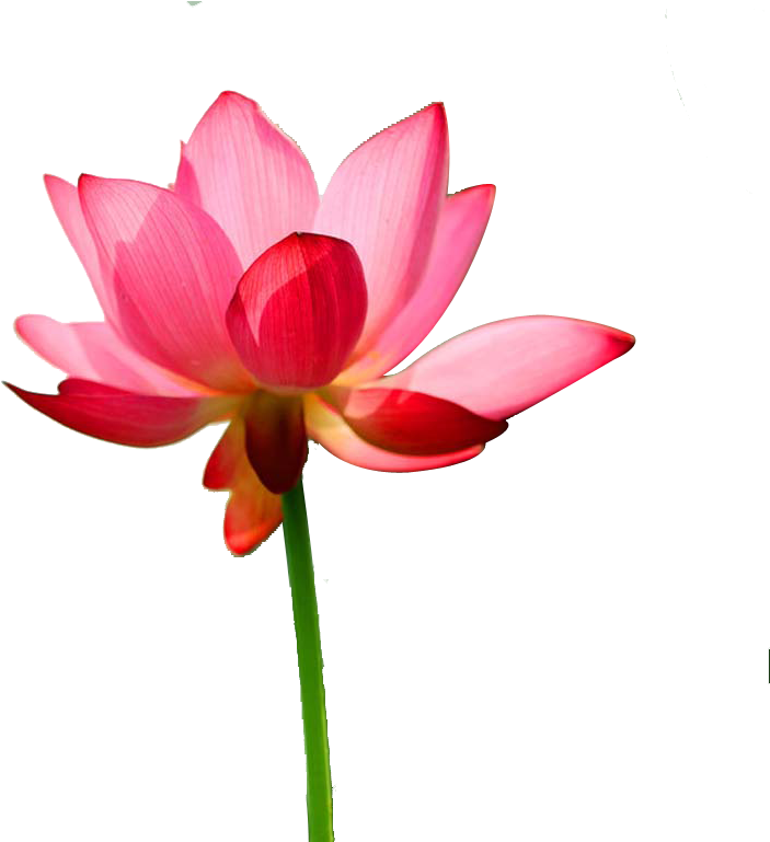 United States Nelumbo Nucifera Falun Gong Euclidean - United States Nelumbo Nucifera Falun Gong Euclidean (1024x768)