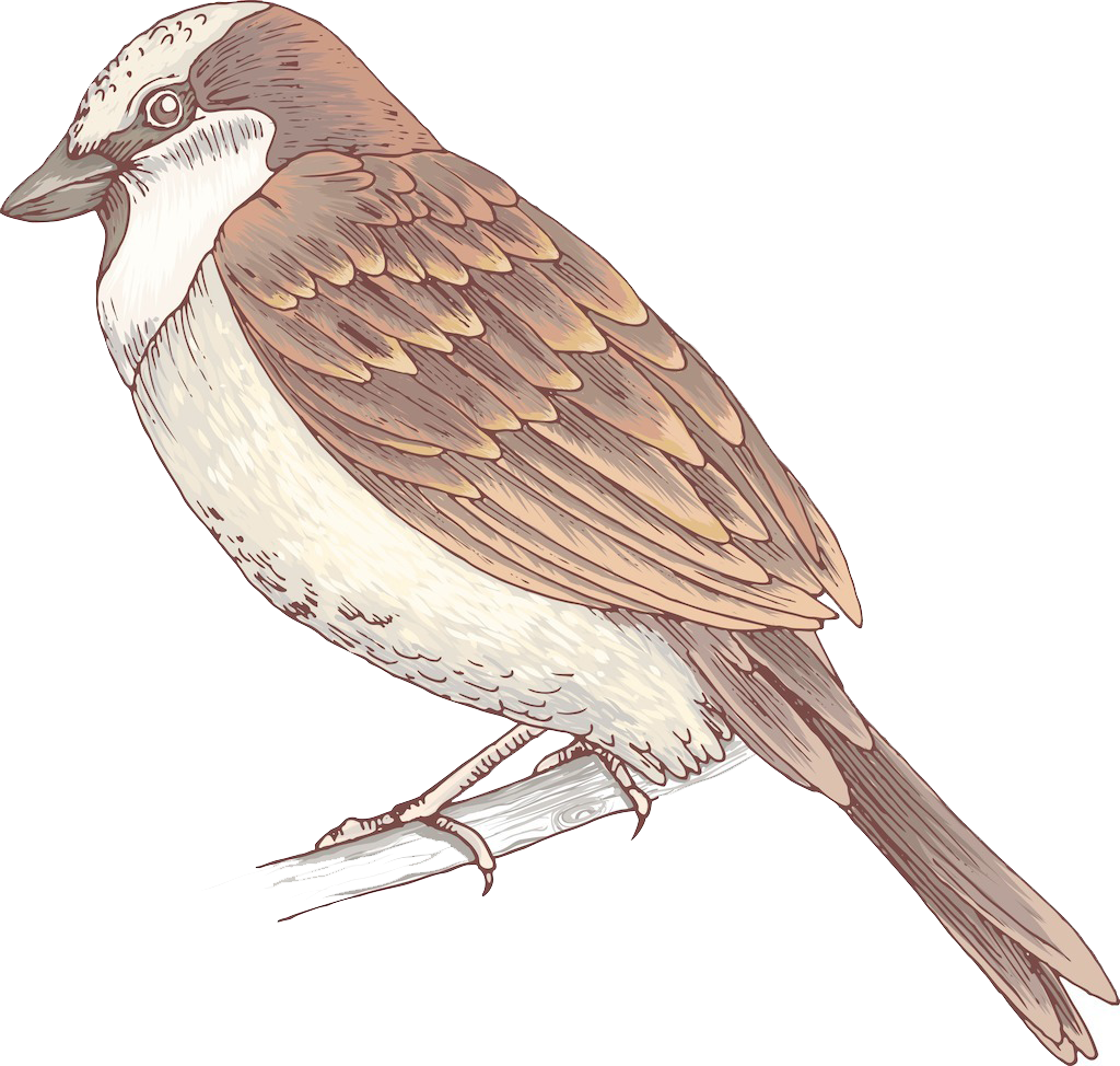 Bird House Sparrow - Sparrow (1024x974)
