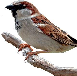 Bird Gard Electronic Bird Repellent Mining - House Sparrow Png (322x398)