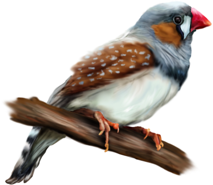 European Robin Zebra Finch Bird Common Nightingale - European Robin Zebra Finch Bird Common Nightingale (693x727)