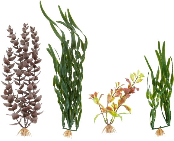 Plants - Aquarium Grass Png (640x640)