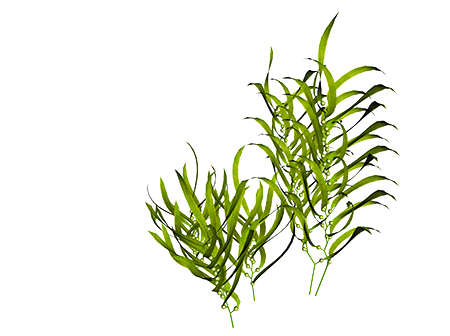 We Also Must Consider That When The Plants On The Earth - Poster: Riedochse's Kelp, 61x46cm. (450x336)