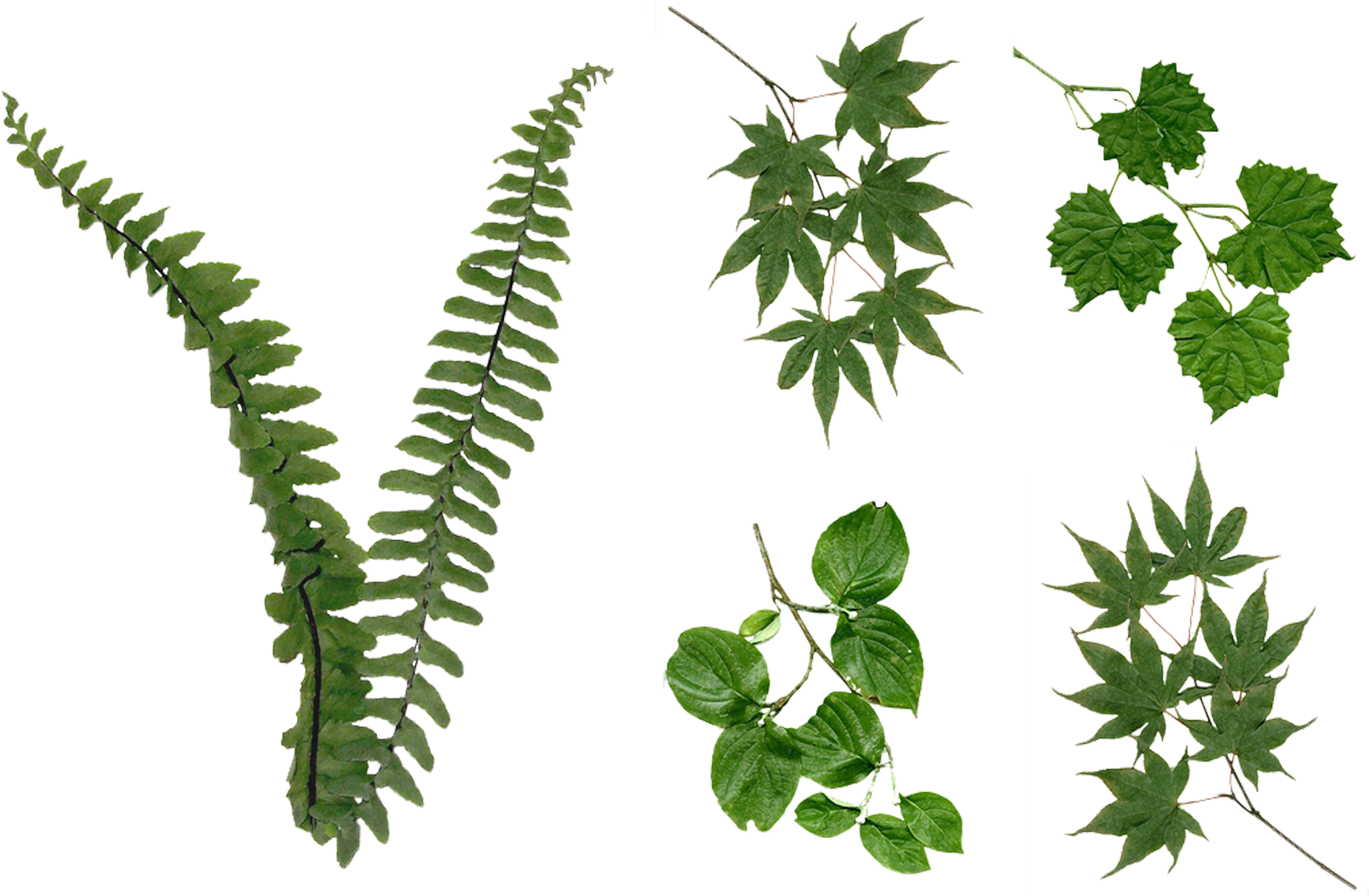 Fern Leaves Foliage Png Stock 2081 Assorted Pack By - Pack Png Plantas (3600x2324)