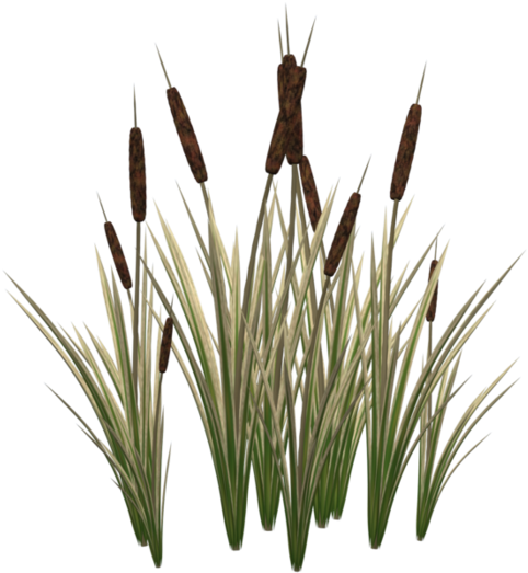Typha Latifolia Cat Plant Tail Clip Art - Cat Tail Plant Png (786x1017)