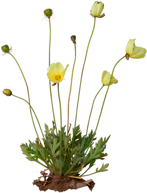 Arctic Poppy - Papaver Radicatum (550x420)