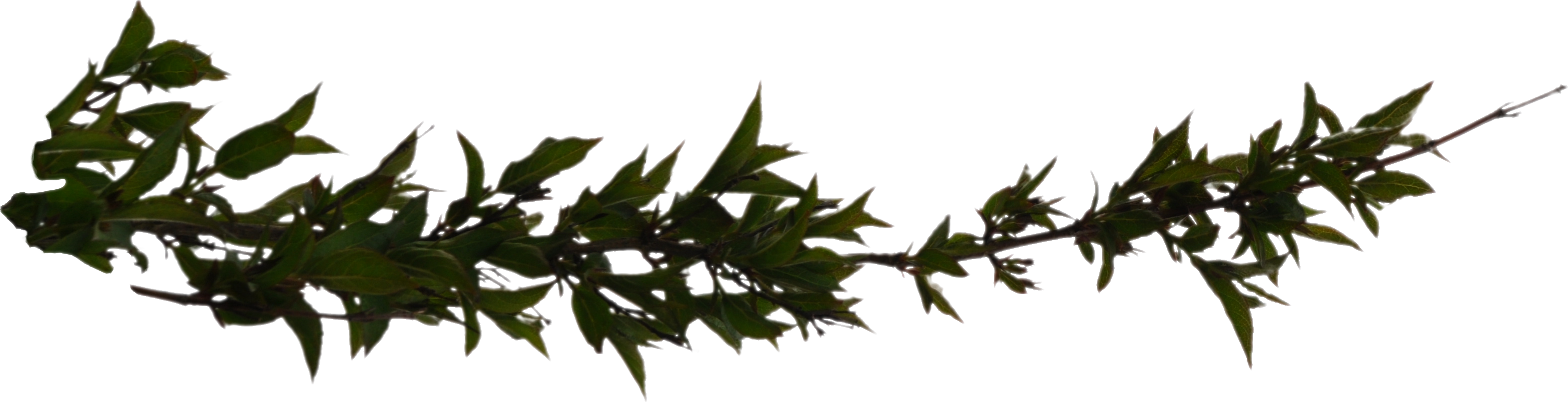 Branchleaves - Branch Png Hd (3138x805)