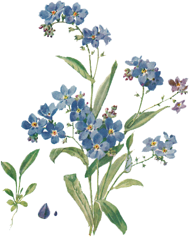 Scorpion Grasses Plant Color - Forget Me Not Flowers (551x517)