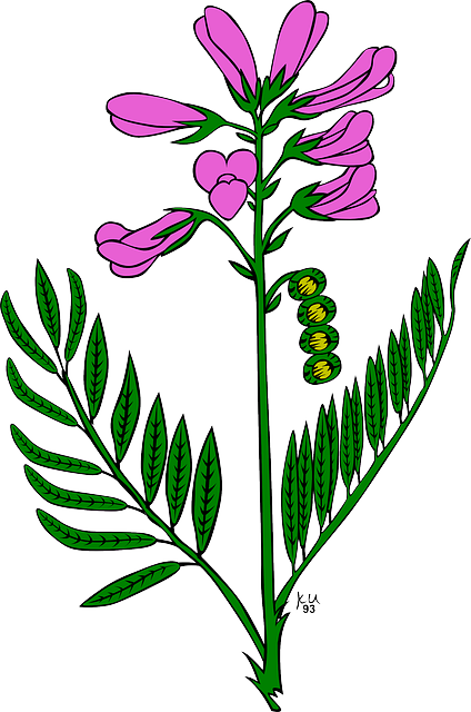 Plant Plants, Flower, Flowers, Purple, Garden, Plant - Snapdragon Flower Clip Art (424x640)