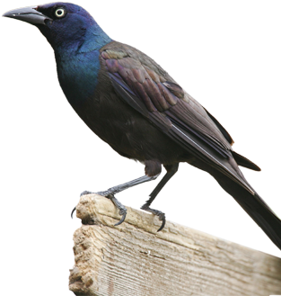 Bird Gard Electronic Bird Repellent Bird Gard Electronic - Grackle Bird (322x398)