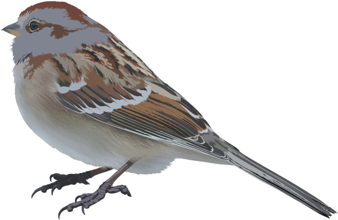 Bird Vector By Ssneakzz - House Sparrow (900x680)