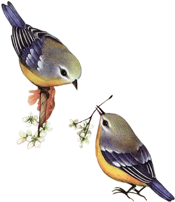 Spring Birds - Spring Birds Png (393x434)