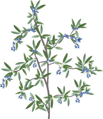 Ian Symbol Vaccinium Corymbosum - Vaccinium Corymbosum Illustration (347x400)