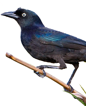 Bird Gard Electronic Bird Repellent Birds - Pest Birds In Arizona (322x398)