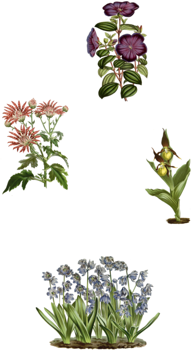 1800's Flower Plants Png By Chaseandlinda - Vintage Botanische Blumen-karte Karte (400x721)