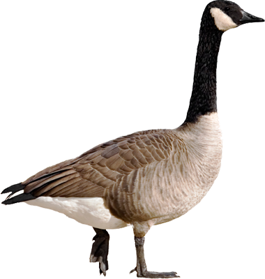 Canada Goose Solutions - Canadian Goose Png (380x400)