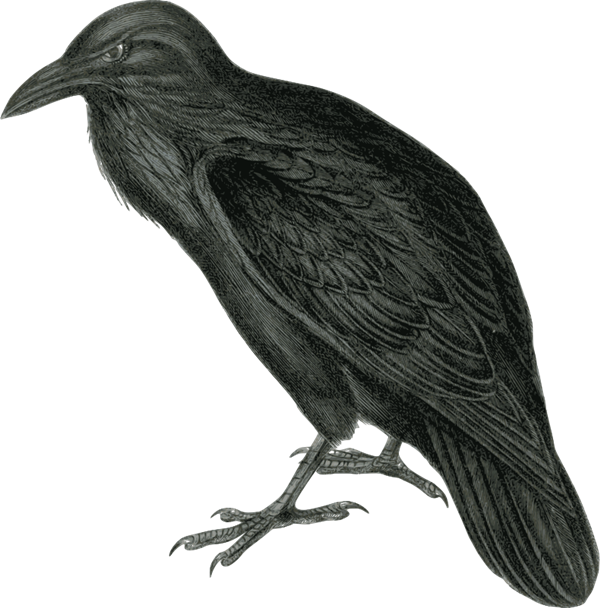 Raven - Clip Art Of A Raven (600x608)