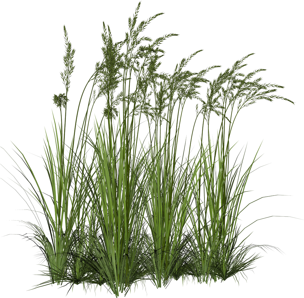 Render Nature - Renders Herbe - Wetland Plants Png (1000x1001)
