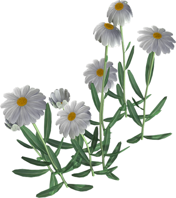 Beautiful Camomile Flower Png - Chamomile (582x654)