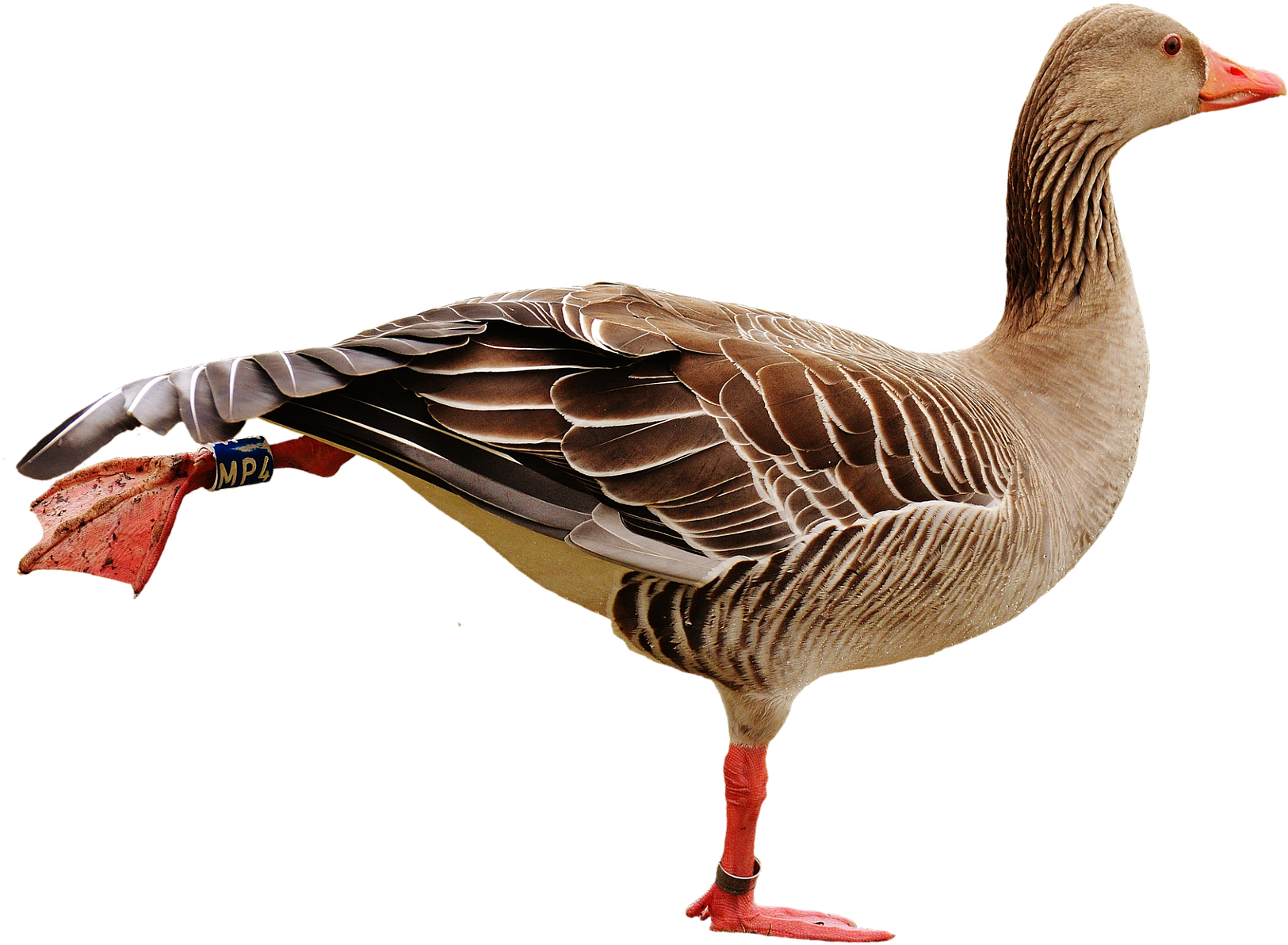 Ganço Png (1920x1355)