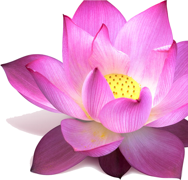 Png Images Of Lotus (1024x768)