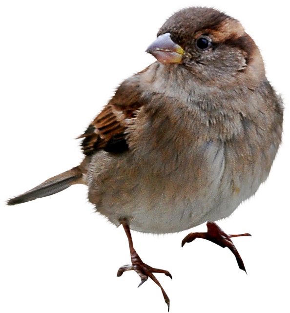 Sparrow Bird Png Download Image - Sparrow Transparent Background (613x700)