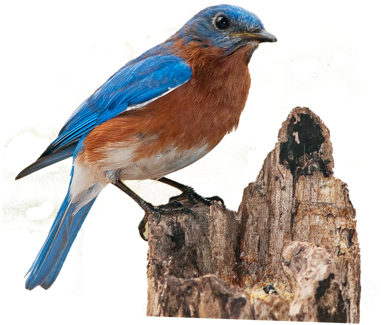 Bird Png 2, Buy Clip Art - Bird (886x720)