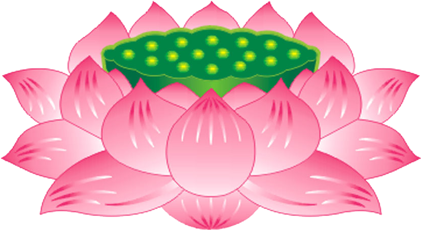 Nelumbo Nucifera Buddhism Buddhahood Bodhisattva Guanyin - Png Lotus Vector Free (977x600)