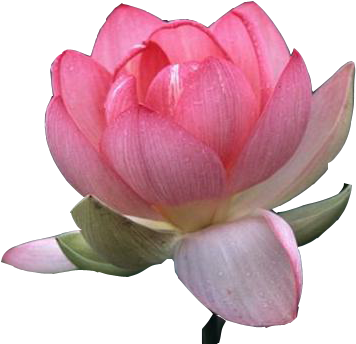 Lotus Flower Png Images Free Download Beautiful Lotus - Lotus Hd Image Png (432x432)
