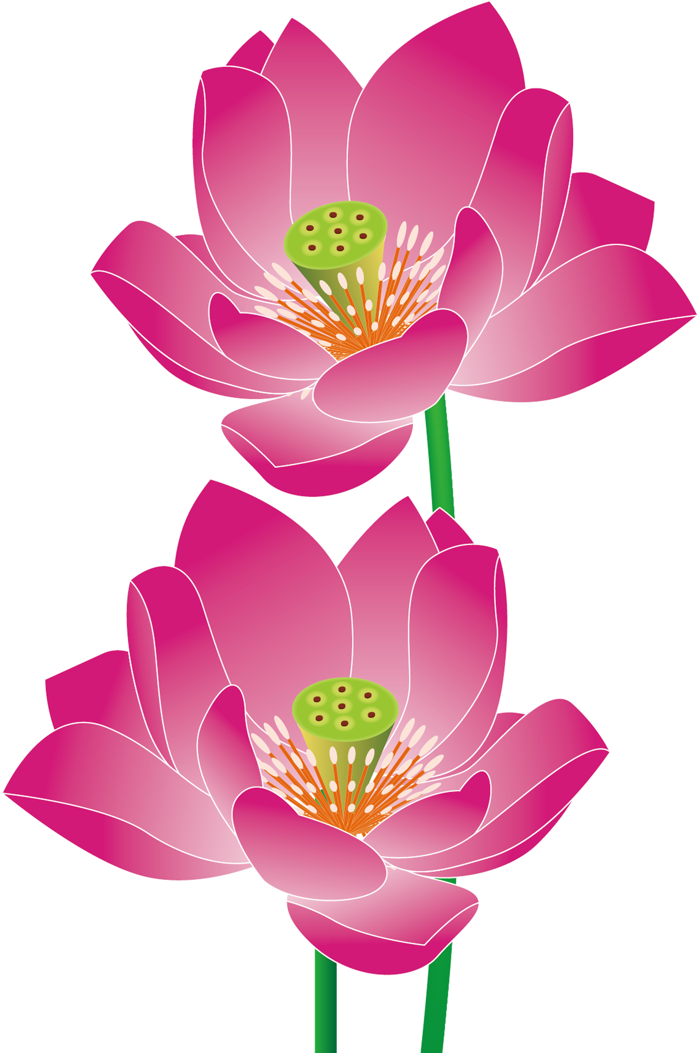 Nelumbo Nucifera Euclidean Vector - Sacred Lotus (2262x3404)