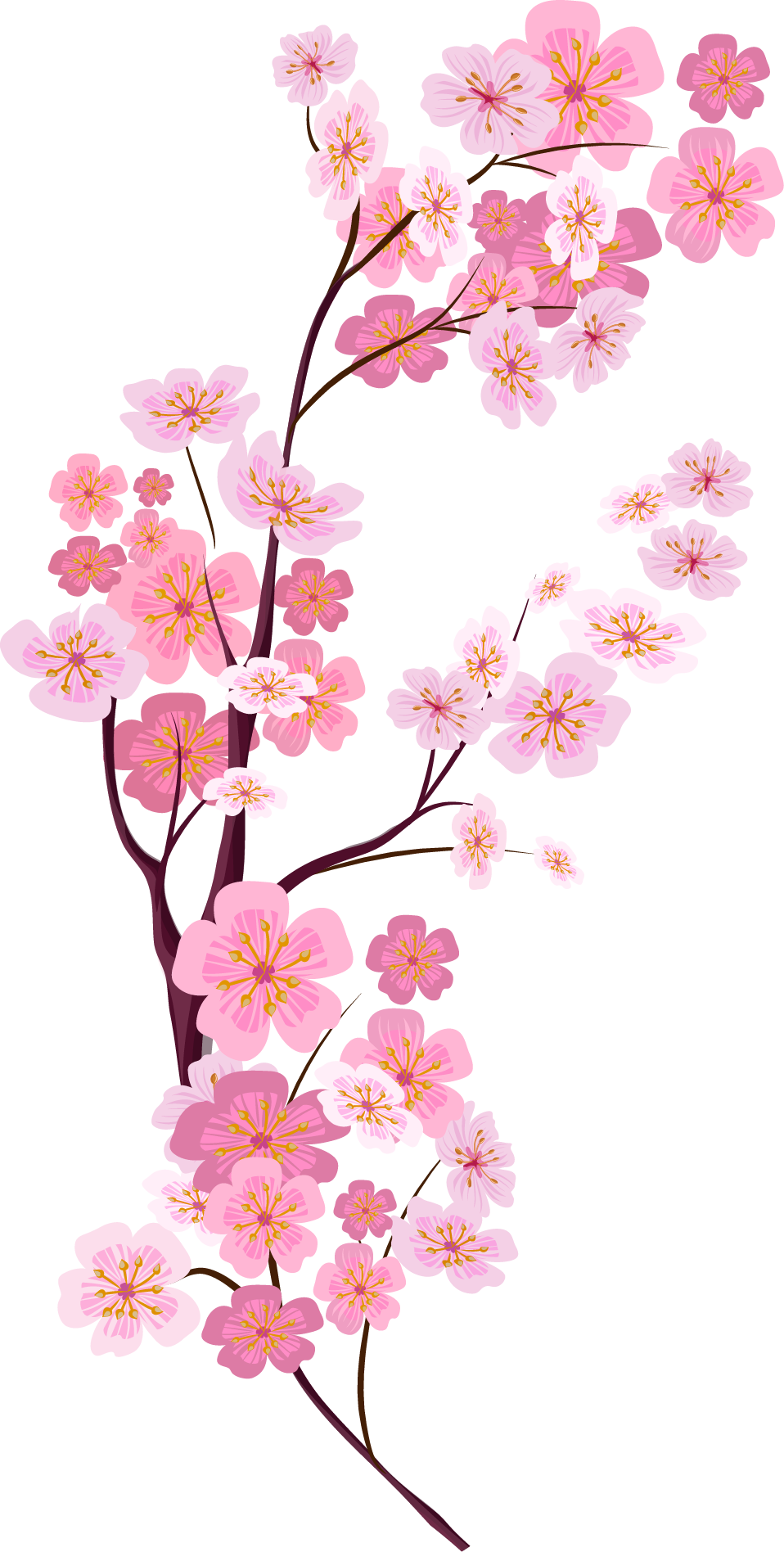 Cherry Blossom Euclidean Vector - Cherry Blossom Vector Png (958x1896)