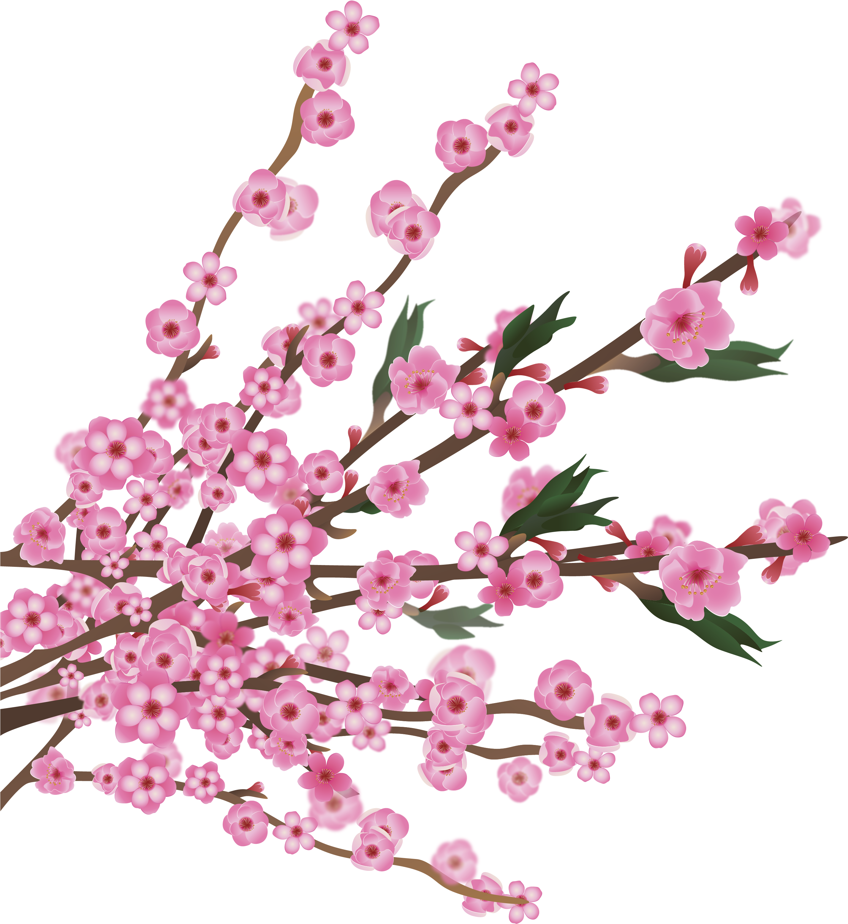Cherry Blossom - Cherry Blossoms - Cherry Blossom - Cherry Blossoms (3510x3245)