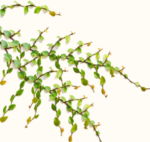 Creeper Plants - Creeper Plants (500x476)