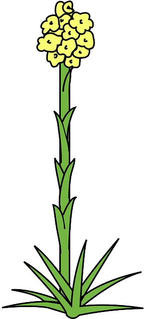 Plant Green, Yellow, Flower, Plant - Clip Art (320x640)