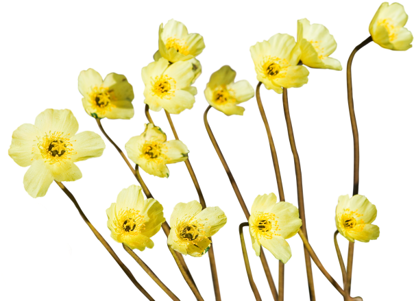 Artificial Flower (640x453)