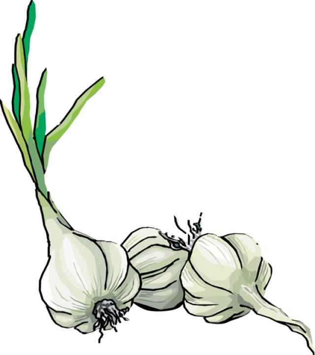 Garlic Drawing Clip Art - There's No Such Thing As Too Much Garlic By Carol Lazzeri-casey (640x720)