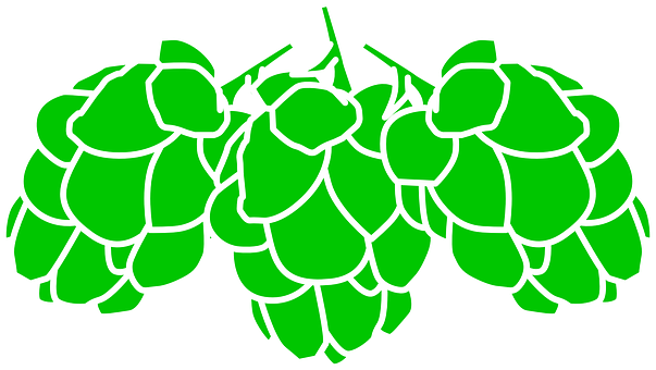 Hops Cereals Green Plant Fruit Bunch Clust - Hops Clip Art Free (603x340)