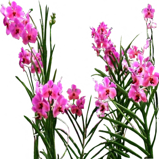 Pinky Purple Orchid Sprays By Lilipilyspirit - Purple Orchid Flowers Png (512x512)