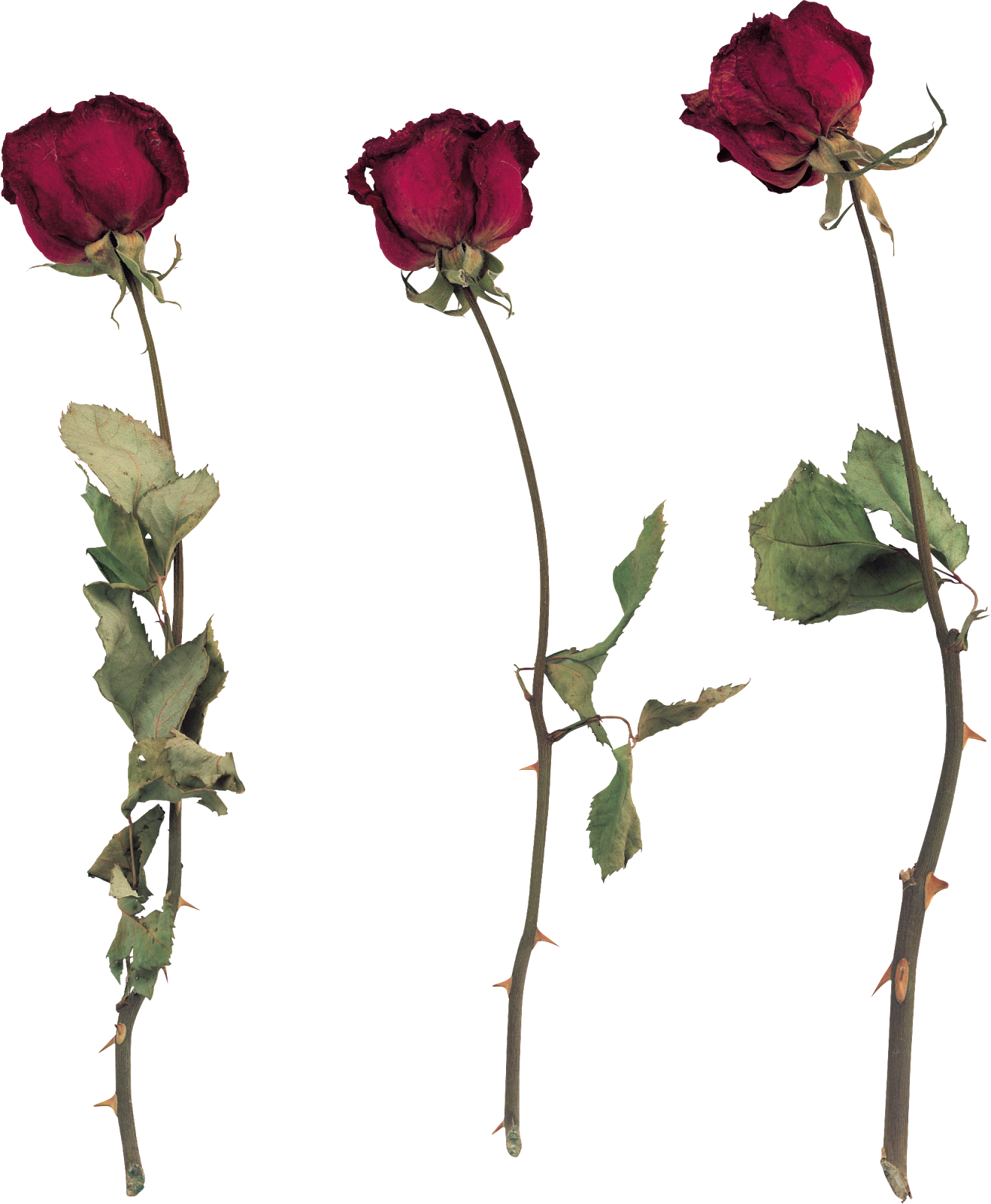 Free Png - Сухие Цветы Пнг (1318x1600)